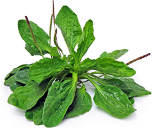 Load image into Gallery viewer, Broadleaf Plantain (Plantago major) Tincture, Detoxification, Lung Health, Inflammation, Organic 1 oz