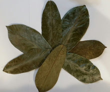 Load image into Gallery viewer, Soursop (graviola, guyabano) Dried Leaves, Cell Regeneration, Immune boost, fight inflammation -(50 leaves)