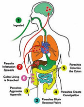 Load image into Gallery viewer, Organic Parasite Detox Tea | Para Purge with Wormwood & Black Walnut | Phoenix Lynn 2 oz.