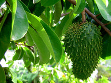 Load image into Gallery viewer, Soursop (graviola, guyabano) Dried Leaves Cut and Sifted, Cell Regeneration, Immune boost, fight inflammation  2 oz.