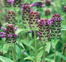 Load image into Gallery viewer, Prunella Vulgaris (Self Heal, Xia Ku Cao)  Spica Prunellae, Herpes, anti-estrogen, organic USA SELLER 2 oz