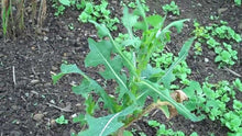 Load image into Gallery viewer, Wild lettuce Tincture (Lactuca Virosa) Liquid Herbal Extract-Pain-Calming 1 oz.