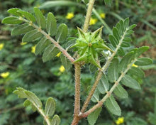Load image into Gallery viewer, Tribulus Terrestris (Gokhru/ Gokhsuru)Caltrop Fruit Dried, LIBIDO, TESTOSTERONE, SEXUAL DESIRE,   1oz