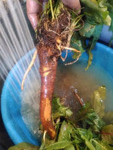 Load image into Gallery viewer, Yellow Dock Root -Burdock Root-Dandelion Root liquid extract Tincture 1 oz.