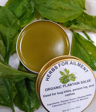 Load image into Gallery viewer, Plantain Broad Leaf Salve Organic 2 oz.