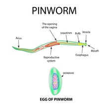 Load image into Gallery viewer, Parasite Cleanse Herbal Tincture | Wormwood Black Walnut Clove | Gut Detox | Natural Cleanse