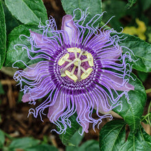 Load image into Gallery viewer, Passion Flower  (Passiflora Caerulea) Dried cut shifted Organic, SLEEP, ANXIETY 1 oz