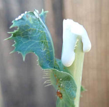 Load image into Gallery viewer, Wild lettuce Tincture (Lactuca Virosa) Liquid Herbal Extract-Pain-Calming 1 oz.