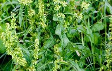 Load image into Gallery viewer, Yellow Dock, Rumex Crispus Root Powder 100% Pure Natural Organic Vegan 1 oz