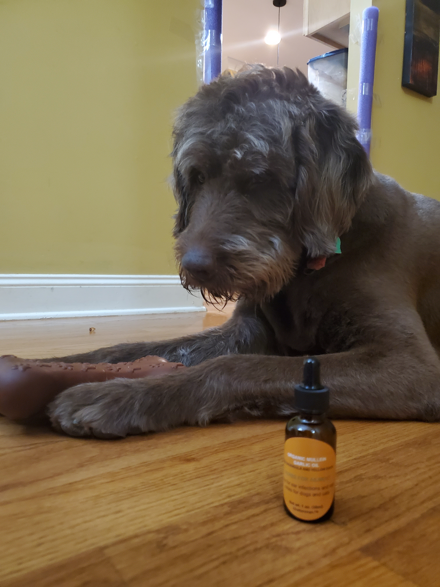 Garlic and mullein oil for ear infections in dogs best sale