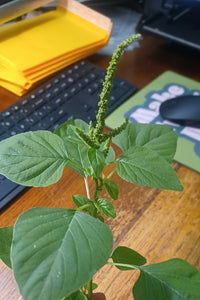 AMARANTHUS VIRIDIS Stem, Leaves Cut Dried Herb Organic 1 oz, ANTI-AGING
