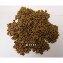 Load image into Gallery viewer, Lajwanti Seeds-Chu-mui-Mimosa Pudica,premature ejaculation, Binder, Parasites, Digestive Health 1oz