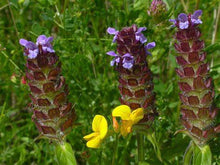 Load image into Gallery viewer, Prunella Vulgaris (Self Heal, Xia Ku Cao)  Spica Prunellae, Herpes, anti-estrogen, organic USA SELLER 2 oz