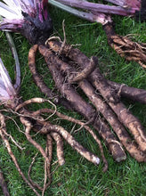 Load image into Gallery viewer, Yellow Dock Root -Burdock Root-Dandelion Root liquid extract Tincture 1 oz.