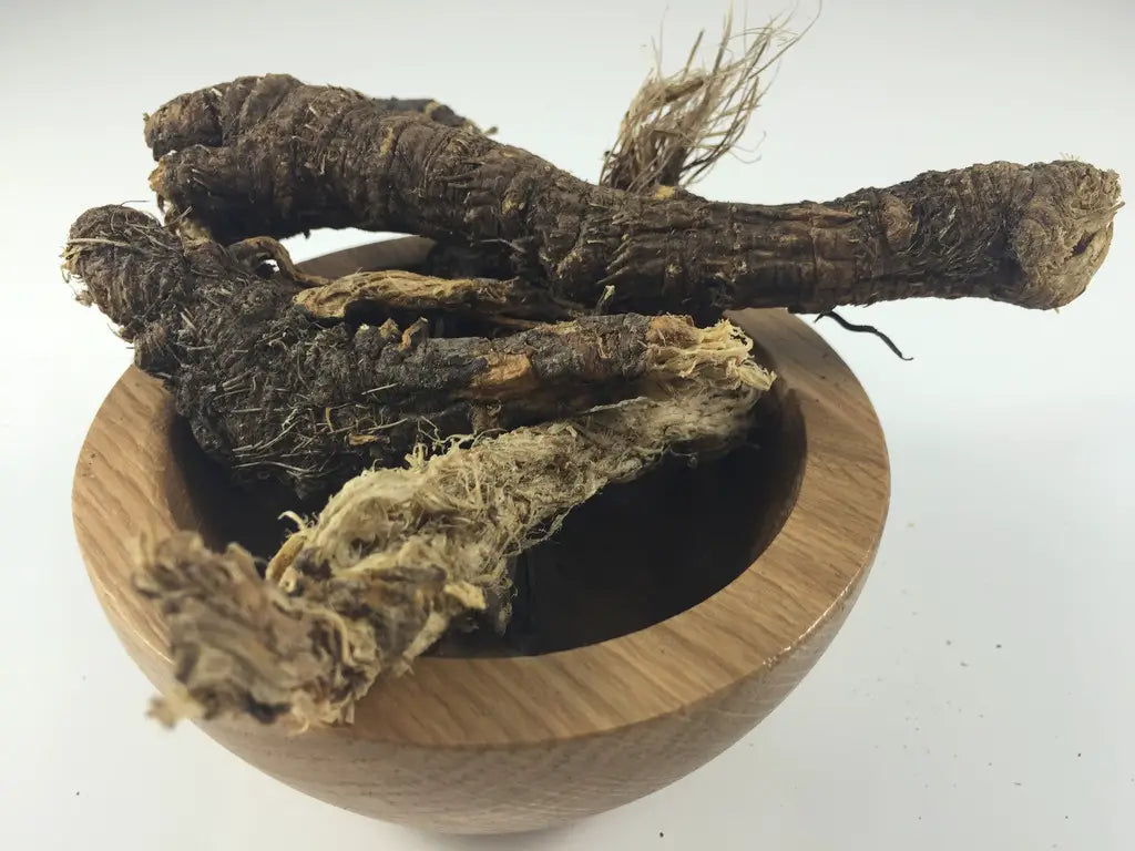OSHA Root (Ligusticum porteri) Tincture, Immune Health, Respiratory Infections, Antibacterial & Antiviral herb 2 oz.