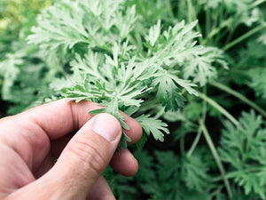 Wormwood(Artemisia absinthium) Parasites, Cancer, Inflammation Organic 1oz