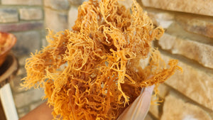 Sun Dried Irish Sea Moss St. Lucia 4 oz- Gold Raw- Wild Crafted / Sea Moss Powder-1 oz