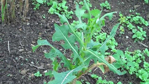Wild lettuce Tincture (Lactuca Virosa) Liquid Herbal Extract-Pain-Calming 1 oz.