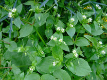 Load image into Gallery viewer, Chickweed (Stellaria media) Wildcrafted Toxin Free 1oz.
