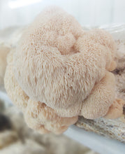 Load image into Gallery viewer, Lions Mane Mushroom (Hericium erinaceus) Dried Sliced 1oz, Natural, Organic, Vegan,
