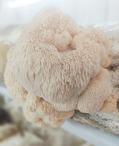 Lions Mane Mushroom (Hericium erinaceus) Dried Sliced 1oz, Natural, Organic, Vegan,