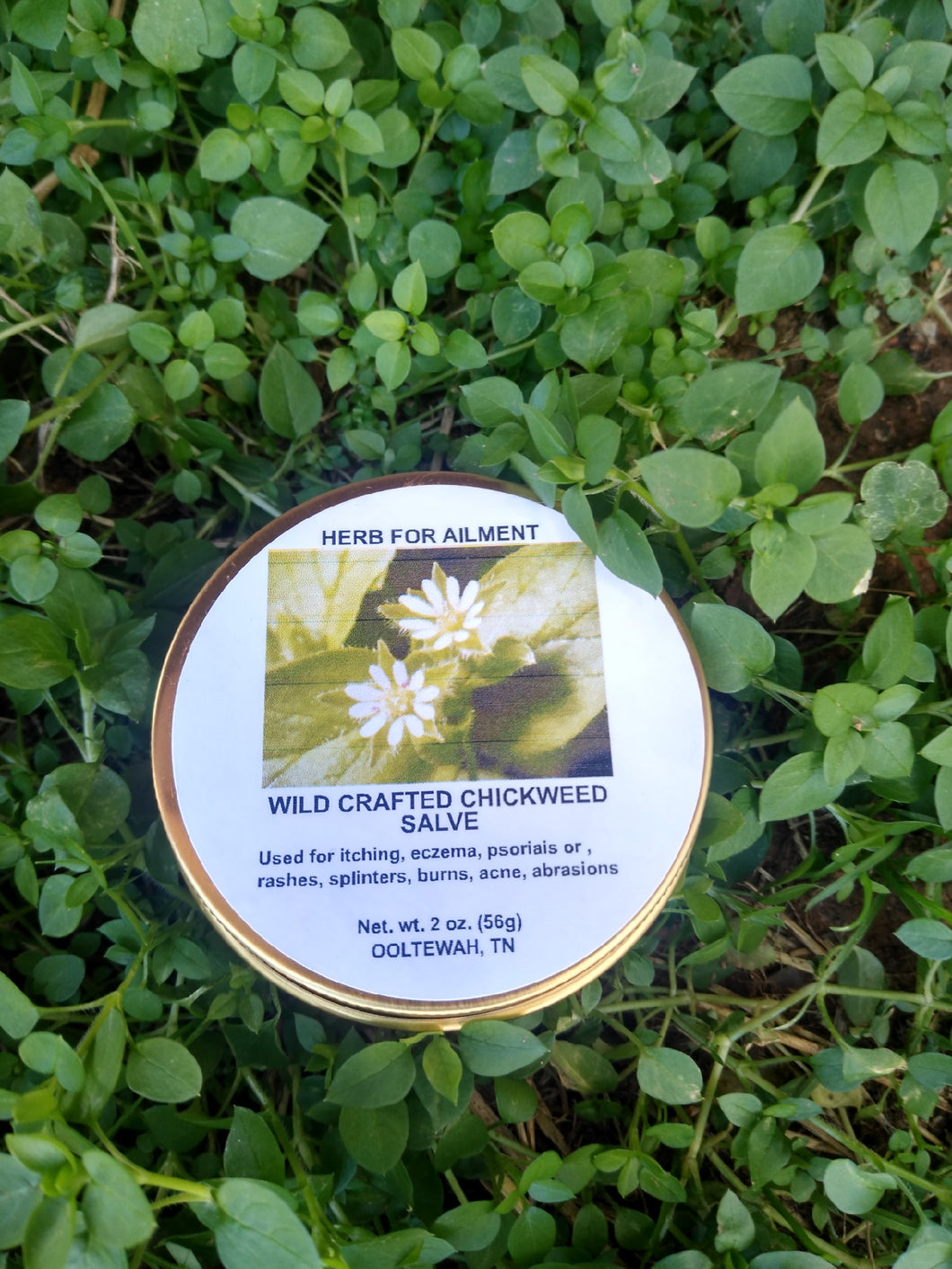 Wild Crafted Chickweed Salve 2 oz
