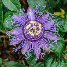 Load image into Gallery viewer, Passion Flower  (Passiflora Caerulea) Dried cut shifted Organic, SLEEP, ANXIETY 1 oz
