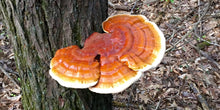 Load image into Gallery viewer, Red Reishi Mushroom Slices Organic 1 oz Emperor Grade (Ganoderma Lucidum) Ling Zhi

