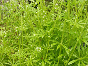 CLEAVERS Dried Organic Herb-Medicinal Tea Galium Aparine Goosegrass 1oz.