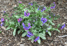 Load image into Gallery viewer, Lungwort (Pulmonaria officinalisis) Organic 1 oz
