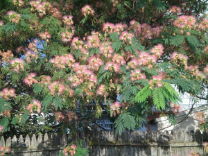 Wildcrafted Mimosa Glycerite Tincture: Albizia Julibrissin ,Silk Tree, He Huan Hua,Stress,Mood