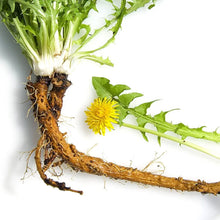 Load image into Gallery viewer, Dandelion Root (Taraxacum officinale) Organic Cut &amp; Shifted,1 oz
