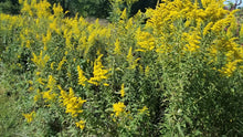 Load image into Gallery viewer, Goldenrod (Solidago,) Dried Cut &amp; Shifted, WildHarvested, Organic UTI, ALLERGY,ECZEMA 1oz.
