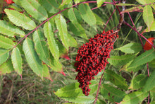 Load image into Gallery viewer, Smooth Sumac (Rhus glabra) Whole Berries or Powdered 1 oz WildCrafted  Naturally dried

