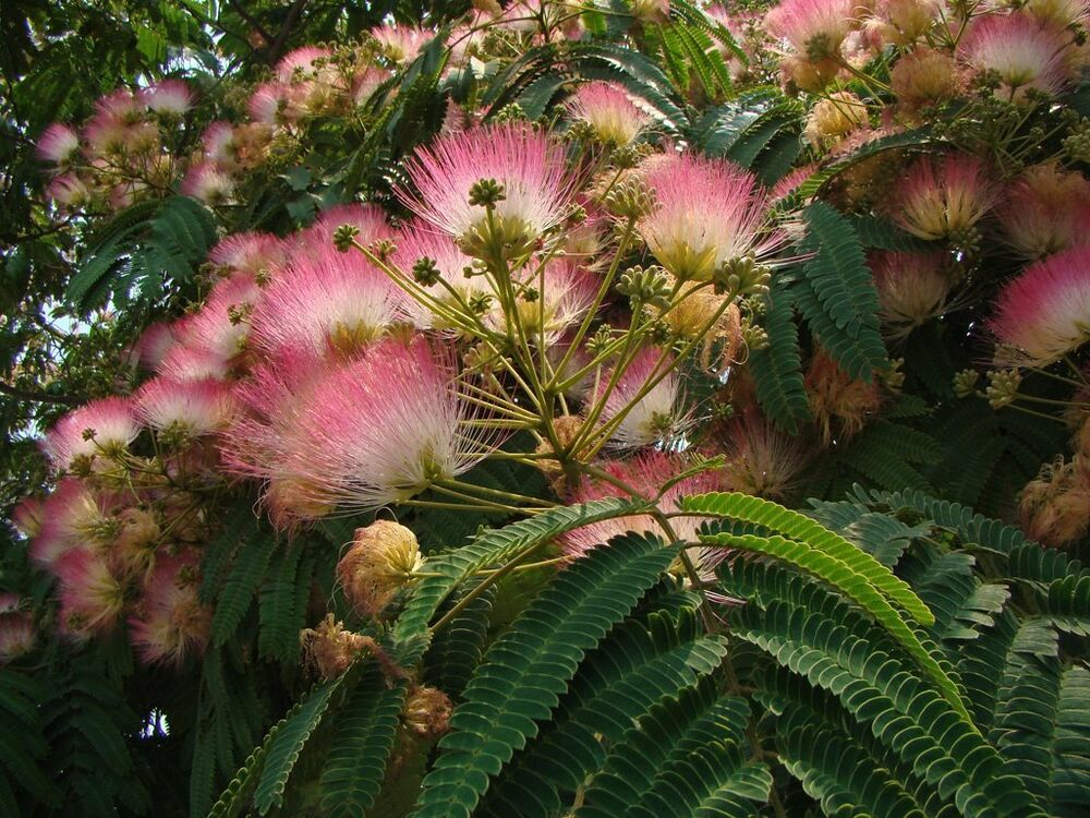 Silk Mimosa Tree ( Albizia julibrissin) Dried Flowers, Leaves, Bark Blend Wildcrafted 1oz.