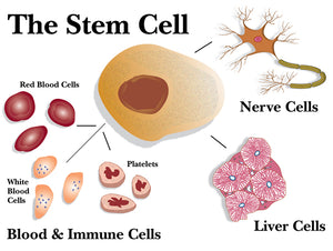 Stem Cell Repair Tea, Cellular Tea, Stem Cell Regenerative Tea, Anti-Angiogenesis, Immune support, Antioxidants, 2oz.