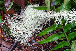USNEA LICHENS (Usnea barbata) Old Mens Beard lichen, Organic 1 oz, Natural Antibiotic