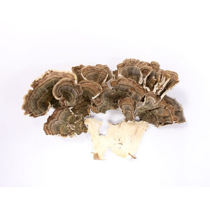 Turkey Tail Mushroom  2 oz (Trametes versicolor)Digestive Support,Natural Immune System